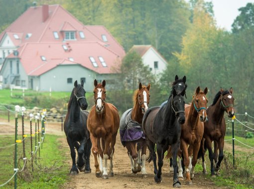 Hotel Gut Vorbeck Reitstall Pferdeherde